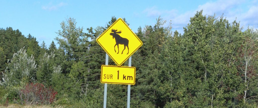 A Moose Hunt in the National Gaspesie Park A Moose Hunt in the National Gaspesie Park