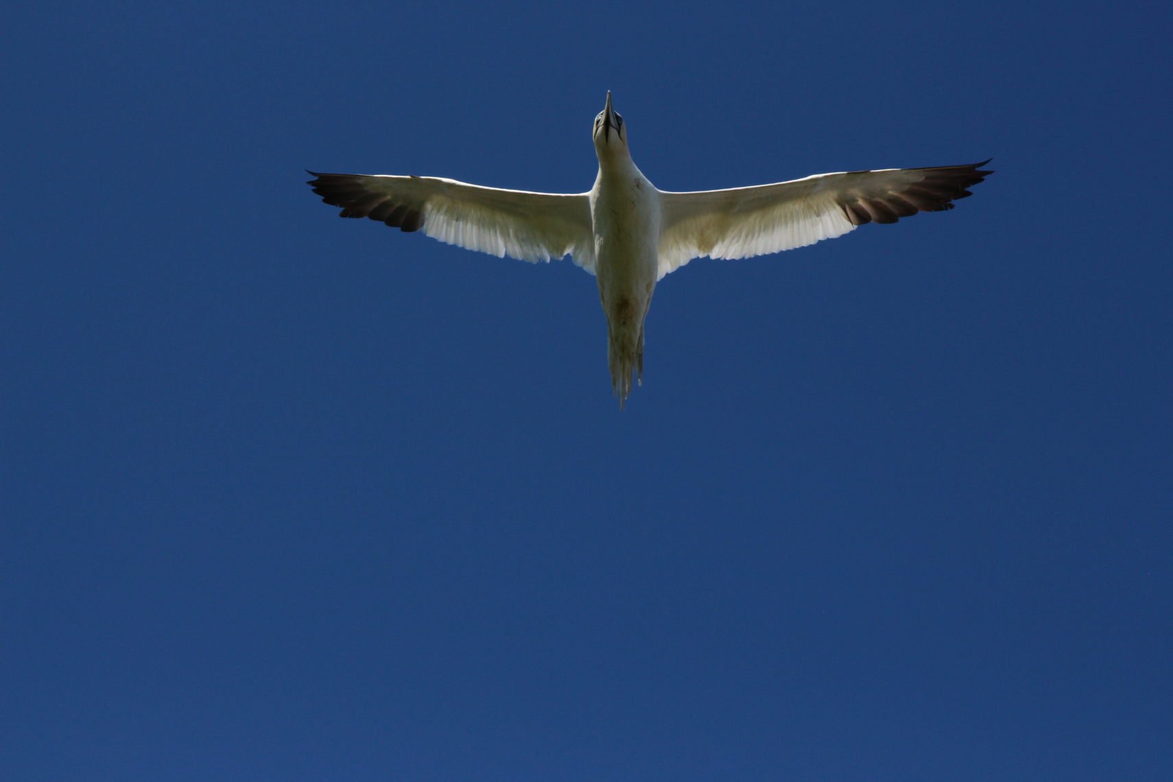 Perce_Bonaventure_441_v1
