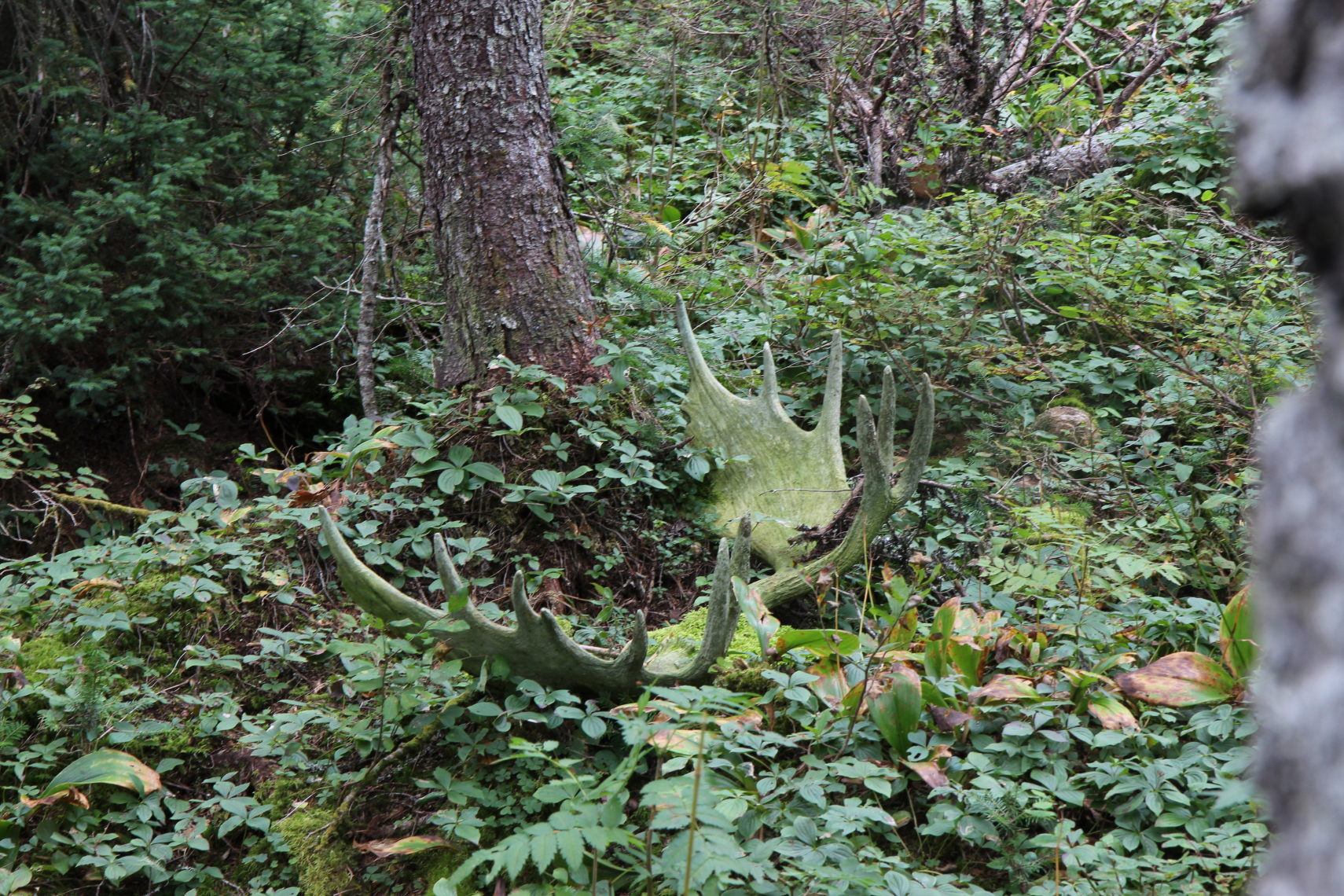 Parc_Gaspesie_238
